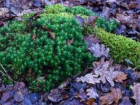 Verschiedenartige Moospolster im Laubteppich